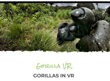 Corona macht auch in Afrika erfinderisch: Ruanda bietet Besuche bei den Gorillas in Virtual Reality an. So will die Regierung dafür sorgen, dass Umweltprojekte für Touristen attraktiv bleiben.