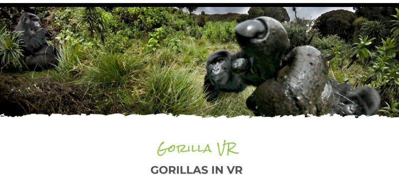 Corona macht auch in Afrika erfinderisch: Ruanda bietet Besuche bei den Gorillas in Virtual Reality an. So will die Regierung dafür sorgen, dass Umweltprojekte für Touristen attraktiv bleiben.